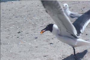 topsail20135.jpg